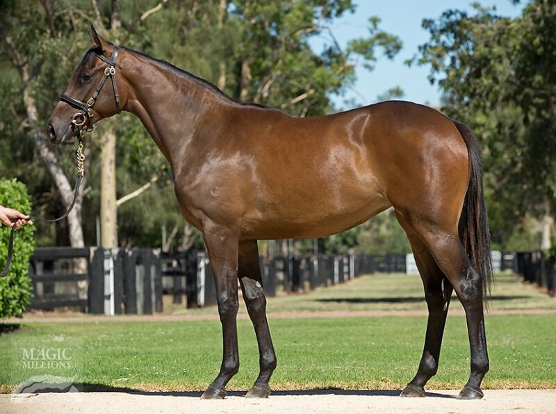 Holy Moly - Gold Coast Class