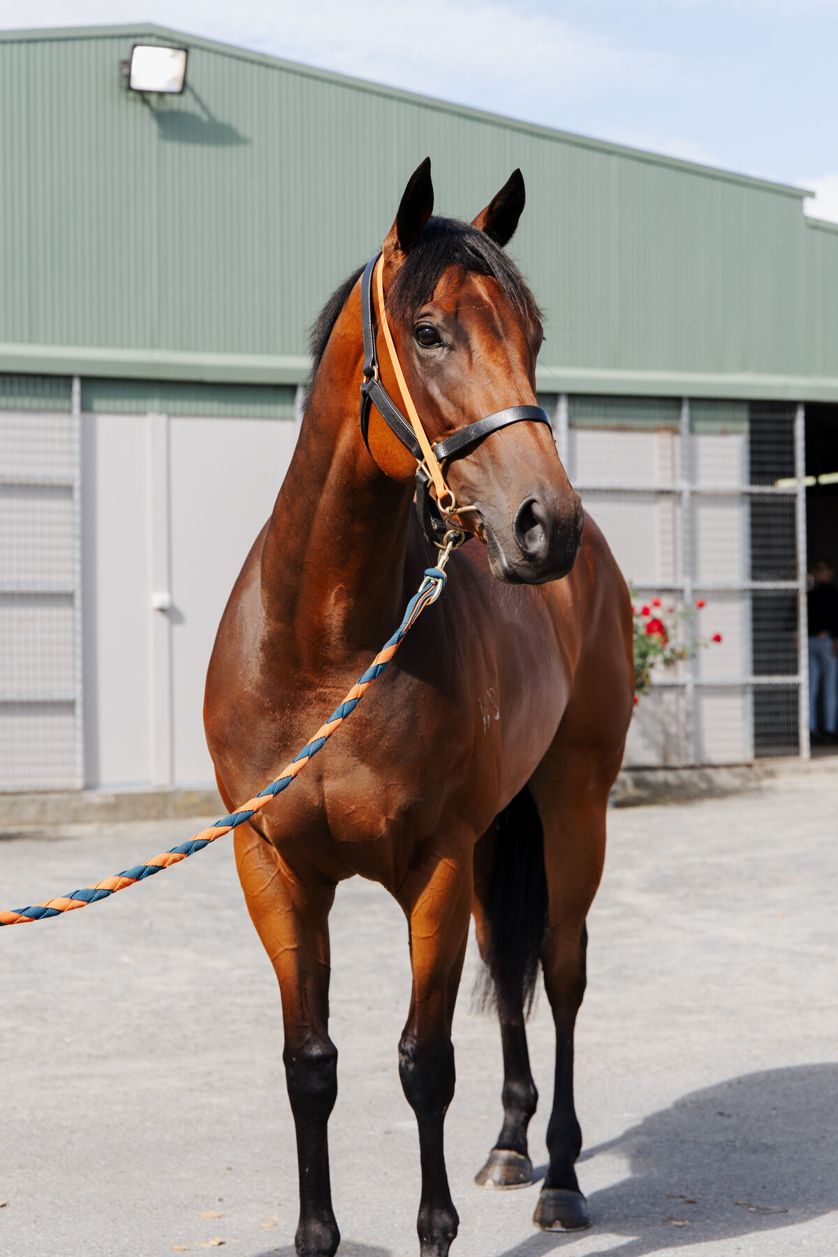 Out Of The Blue & The Tangerine Army Primed for Karaka Millions showdown