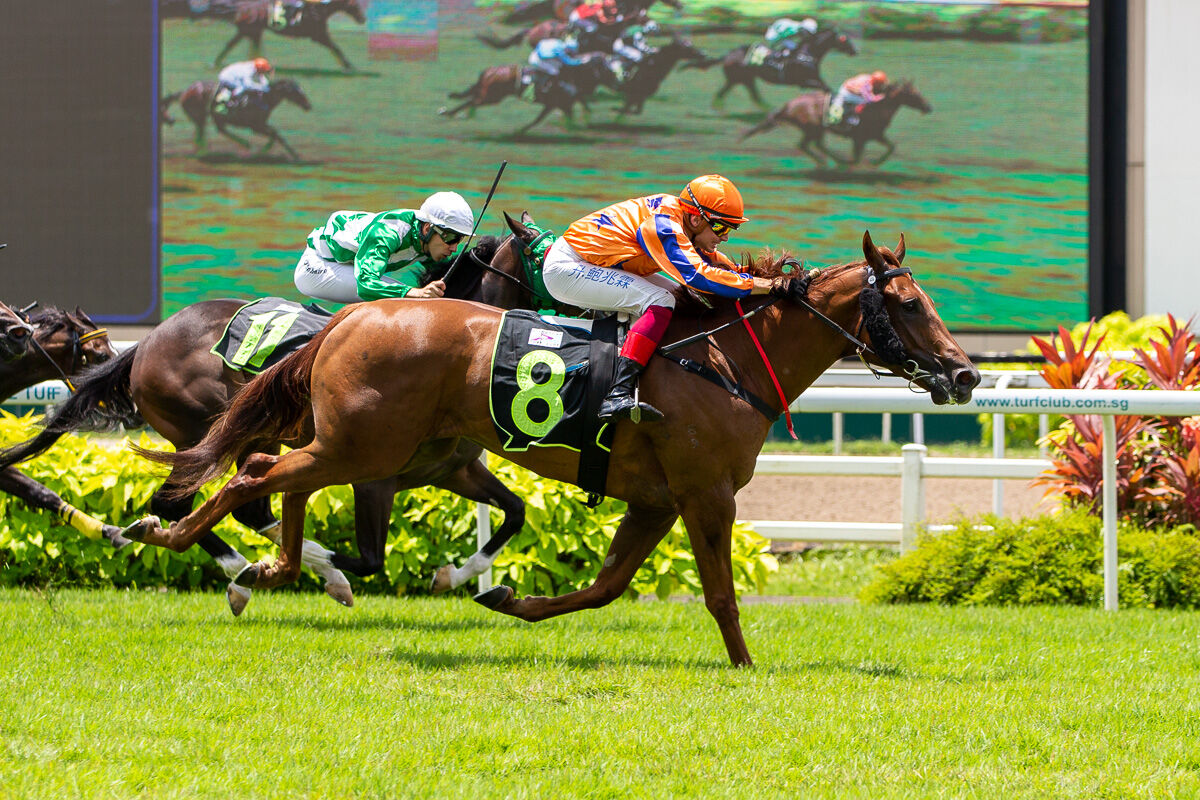 Te Akau Singapore Saturday Preview