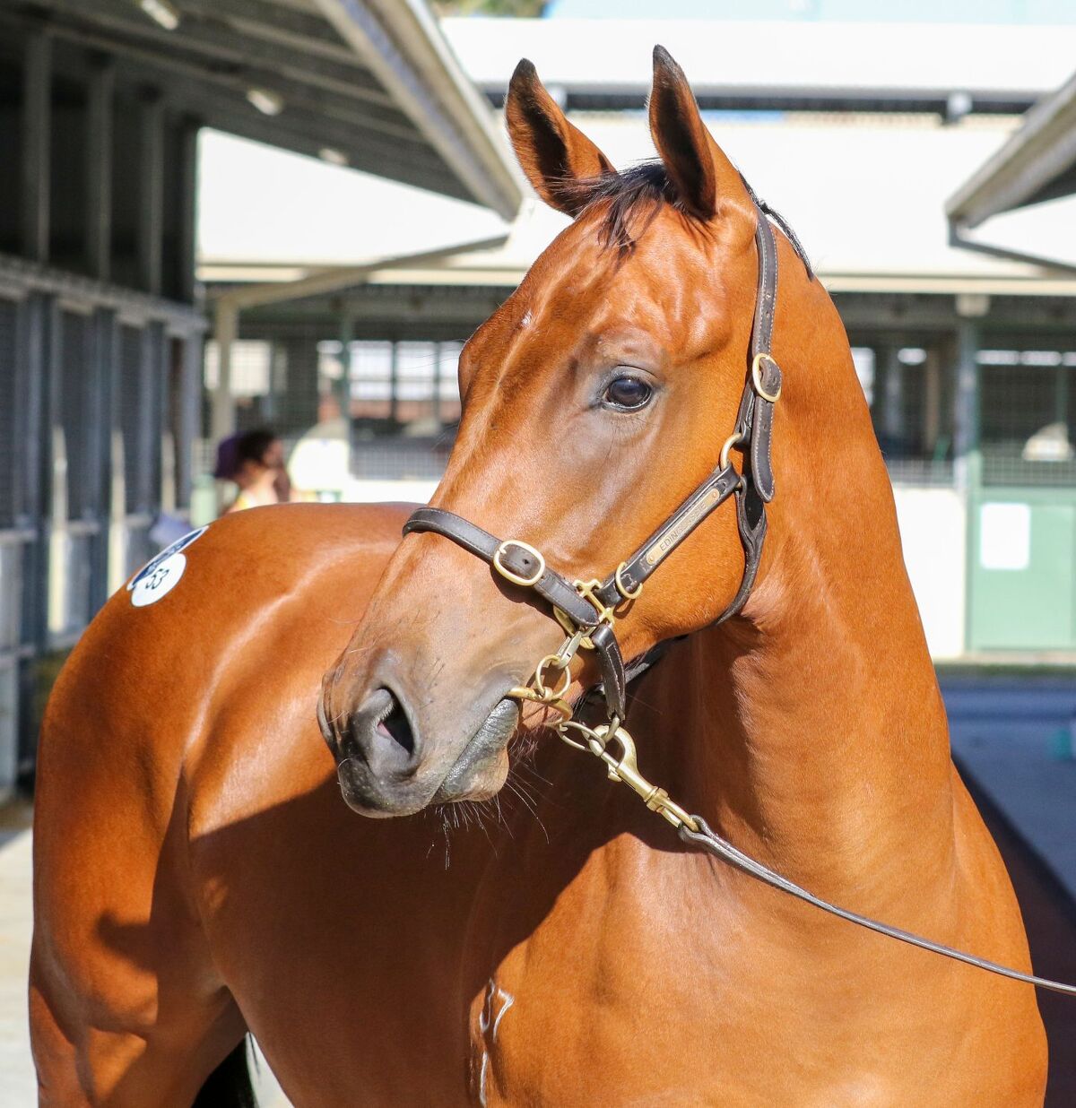 Te Akau Magic Millions Wrap