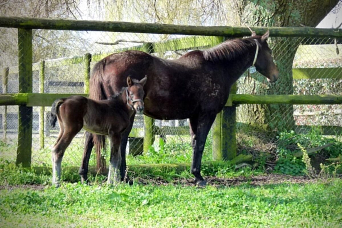 Welcome To Our First Foal!