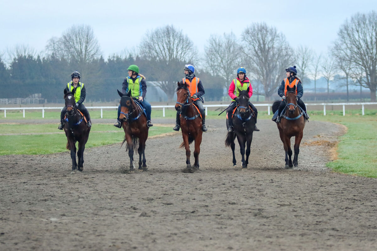 Te Akau Tuesday Trans Tasman Trackwork