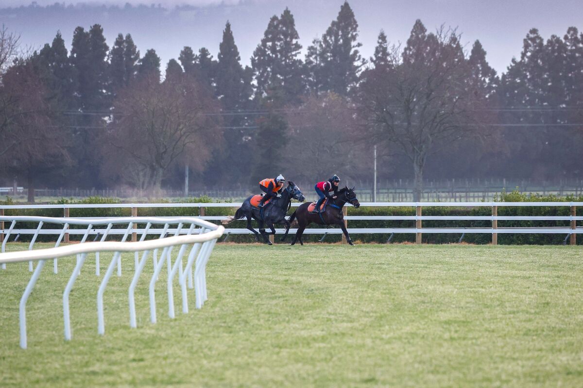 Te Akau Trans Tasman Tuesday Trackwork