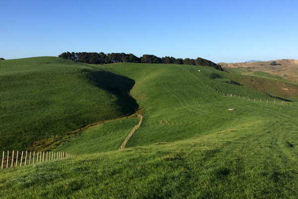 Te Akau Friday Update