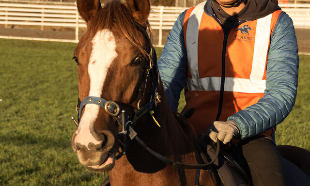 Yearling Spotlight: Lot 270 In the Congo (AUS) - Anaween (AUS) Chestnut Filly