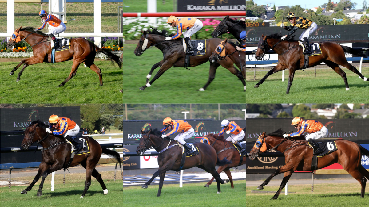 Te Akau TV Andrew Bensley Special - Te Akau's Cracking Karaka 2022 - Live THIS Thursday 8pm