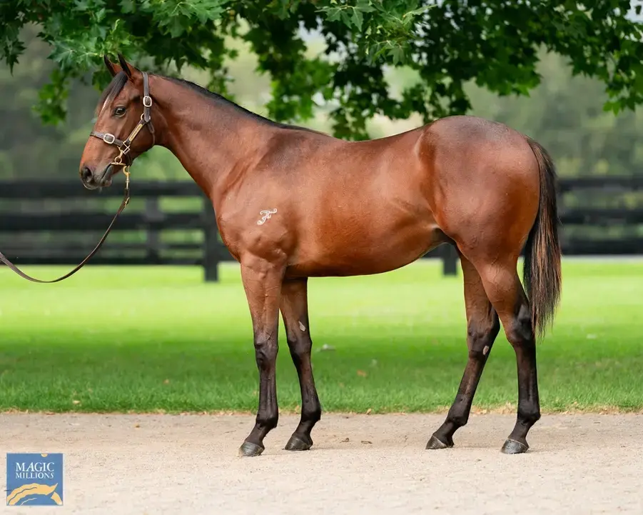Trial Report: Bivouac colt a 9l winner at Te Awamutu