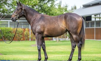 Lot 493 Snitzel - Bright Path Brown Filly