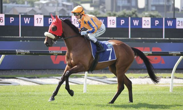 Te Akau Trans Tasman Saturday Preview