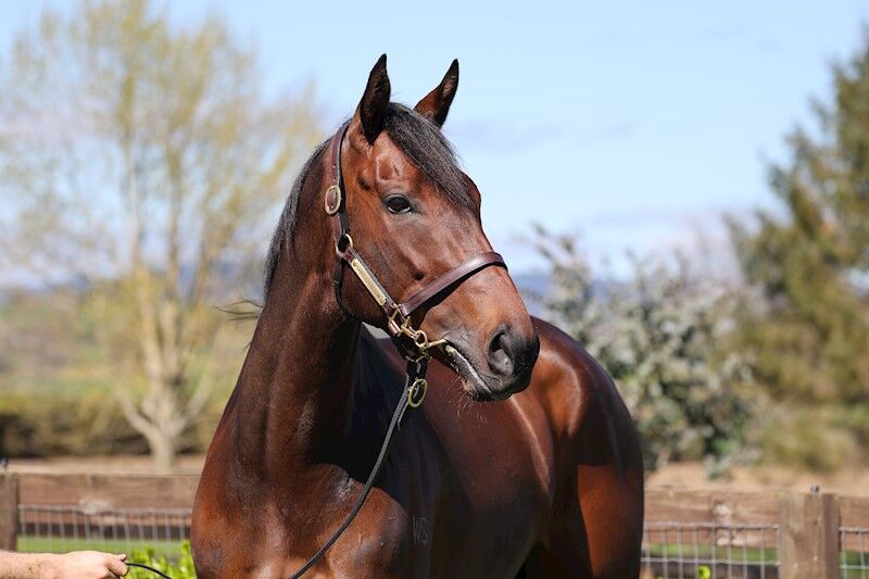 NZB Filly of the Year for sale on Gavelhouse Plus