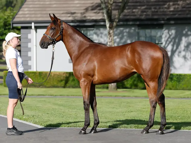 Lot 354 Super Seth (AUS) ‐ Cincoro (NZ) Bay Filly