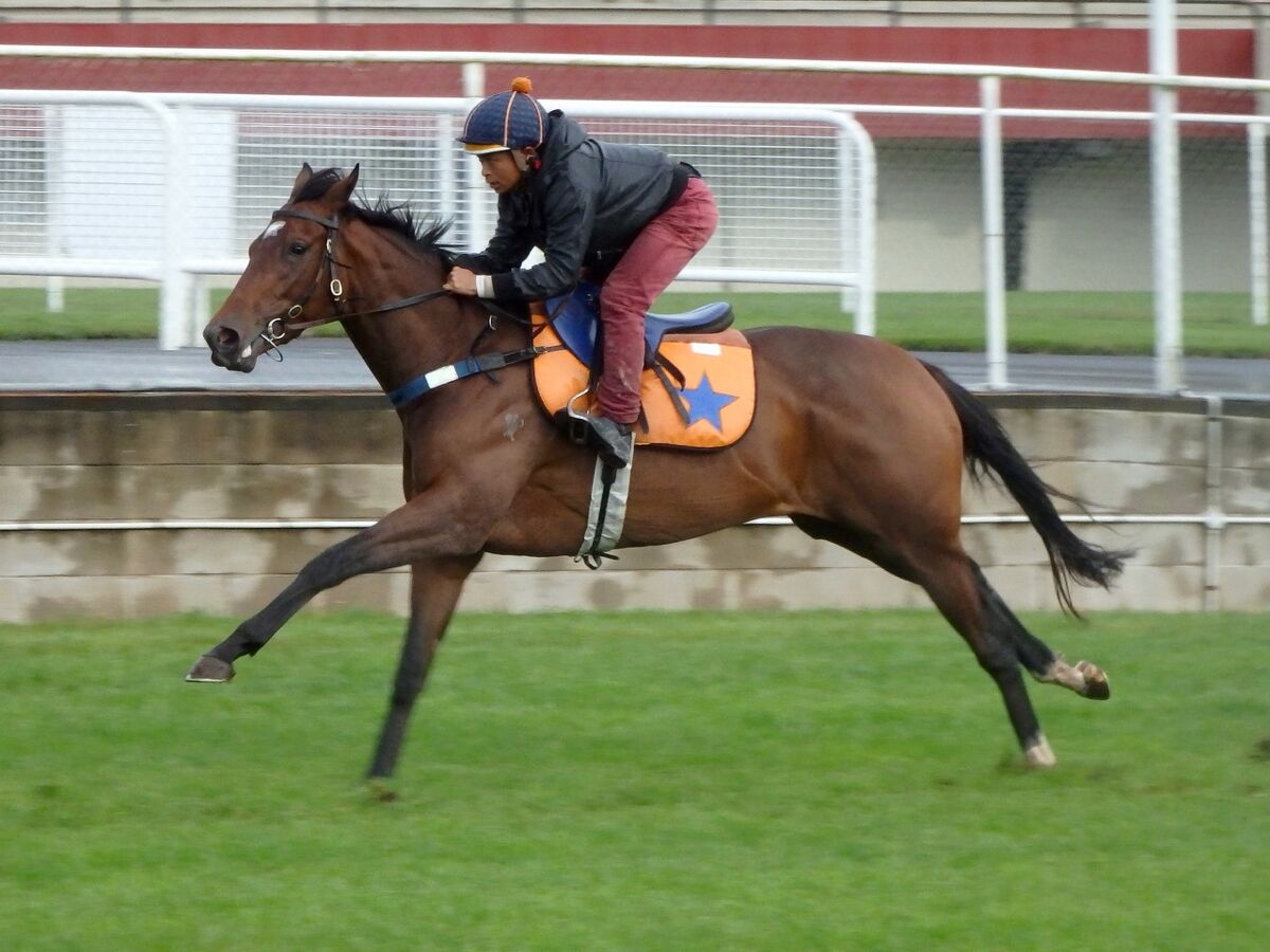 Te Akau Saturday Trackwork