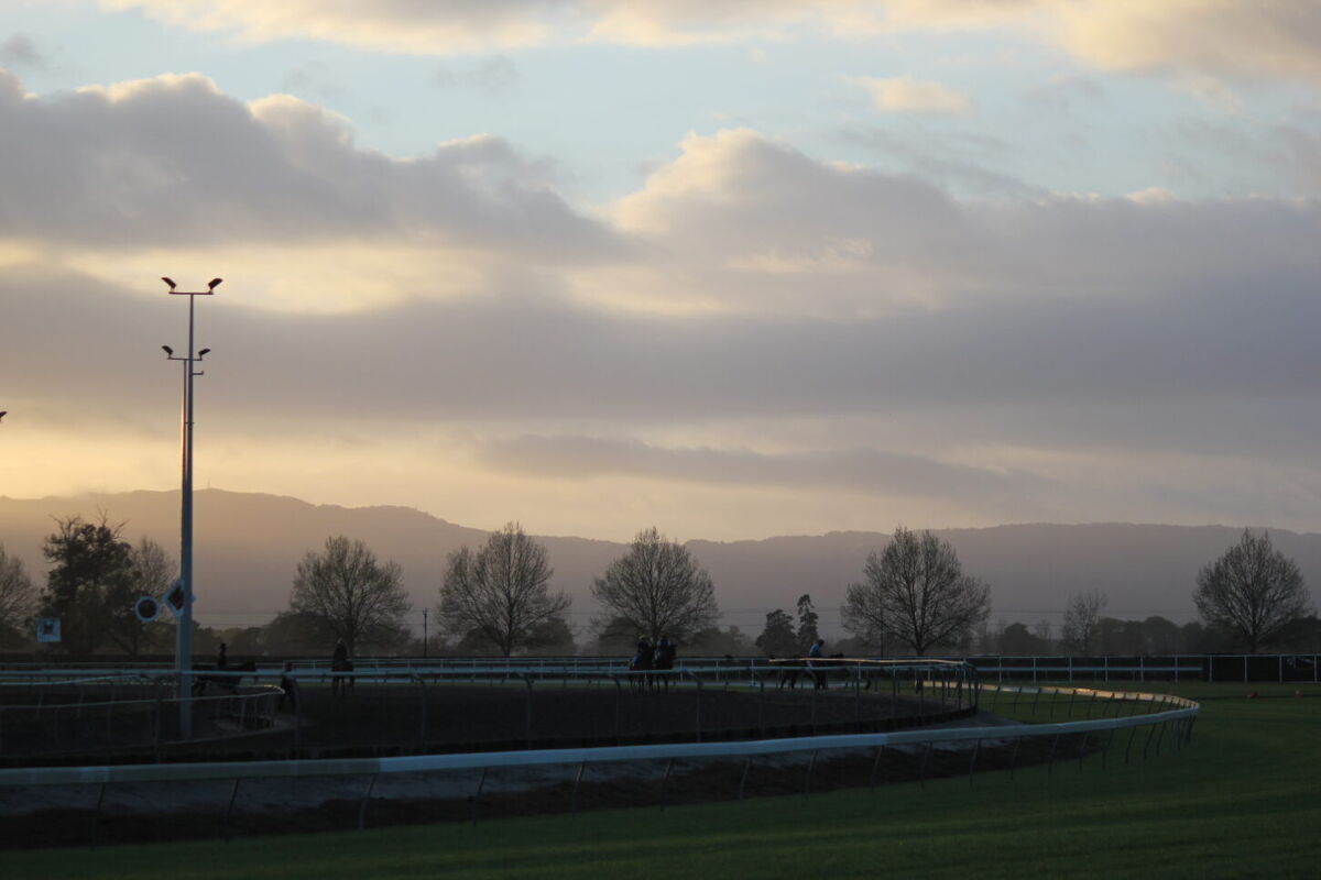 Te Akau Trans Tasman Tuesday Trackwork