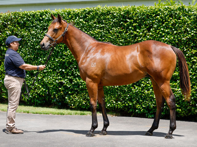 Lot 283 Circus Maximus (IRE) ‐ Asama Blue (IRE) Bay Colt