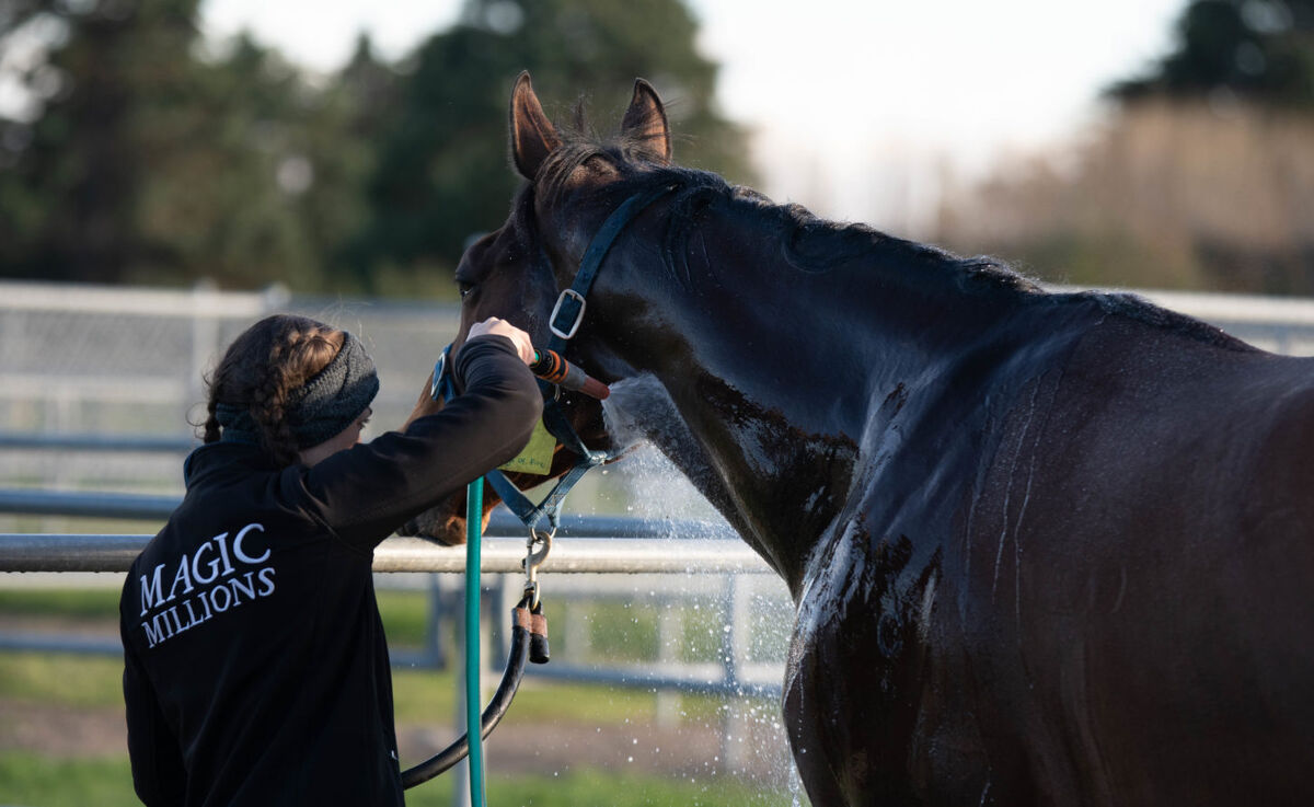 Te Akau Weekend Trackwork