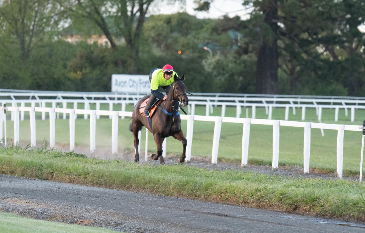 Te Akau Friday Trackwork