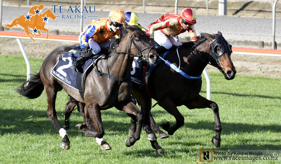 Te Akau TV - We're BACK!