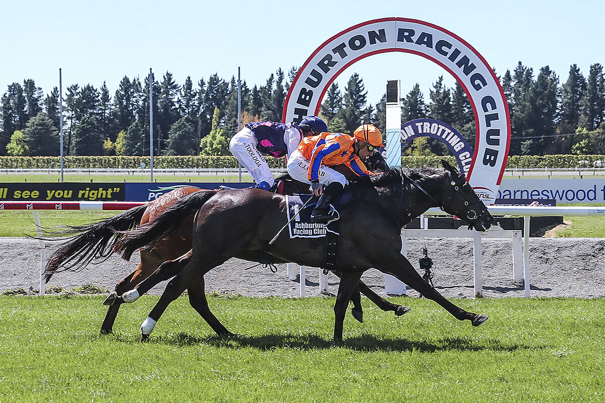 Handsome Winner Al Haram