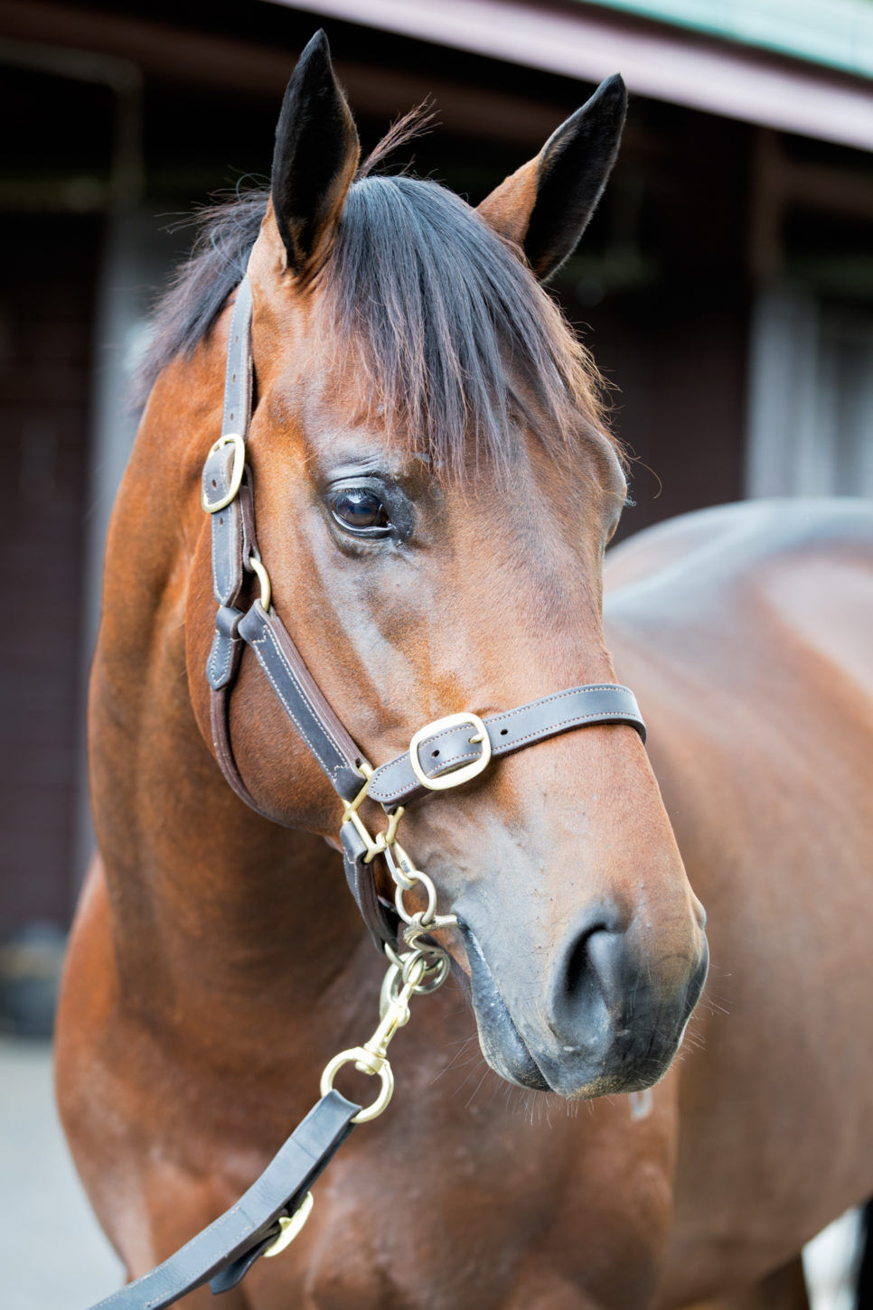 Te Akau Singapore Friday Winning Double