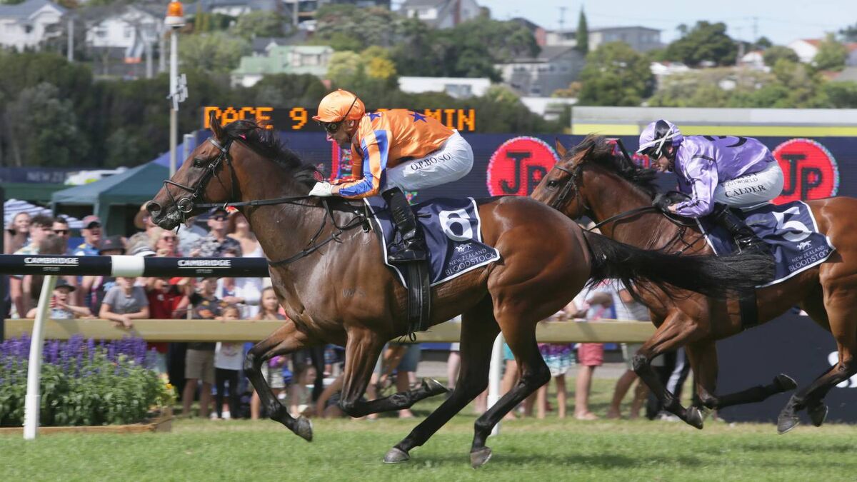 Te Akau TV's Trans Tasman Bubble Preview