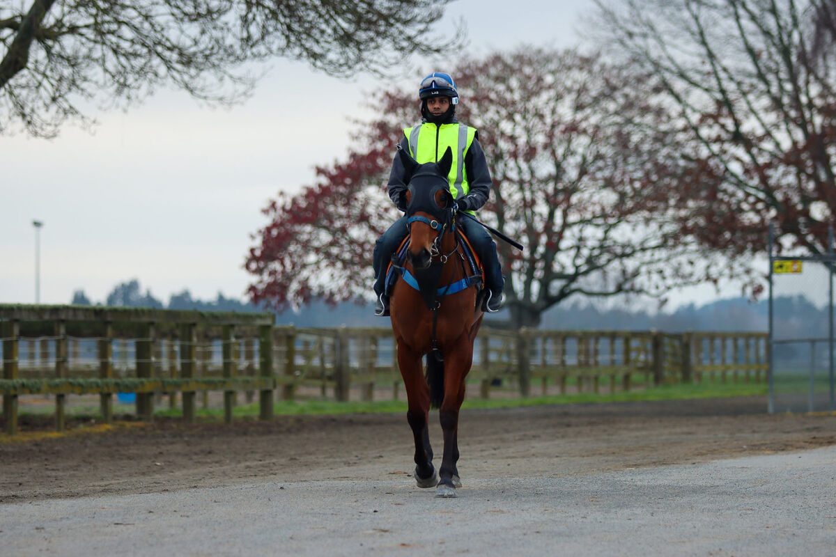 Te Akau Thursday Trackwork