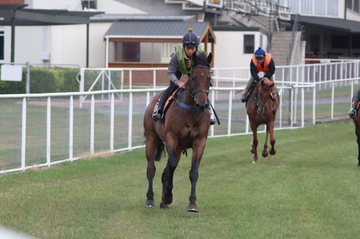 Te Akau Thursday Trackwork