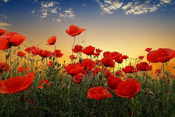 Te Akau Awapuni Anzac Day Preview