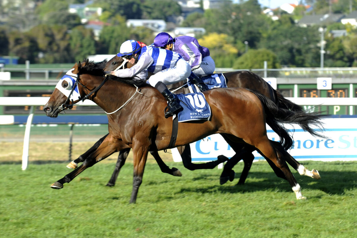 Te Akau Monday Update