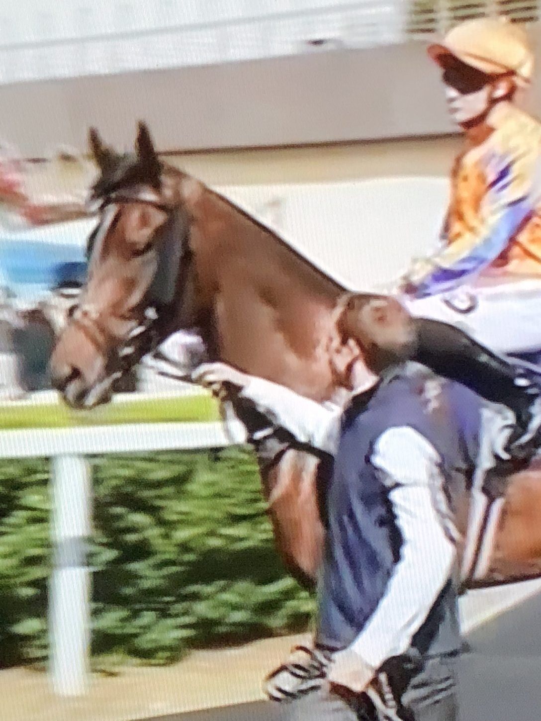 Ascot Gold Cup Grit