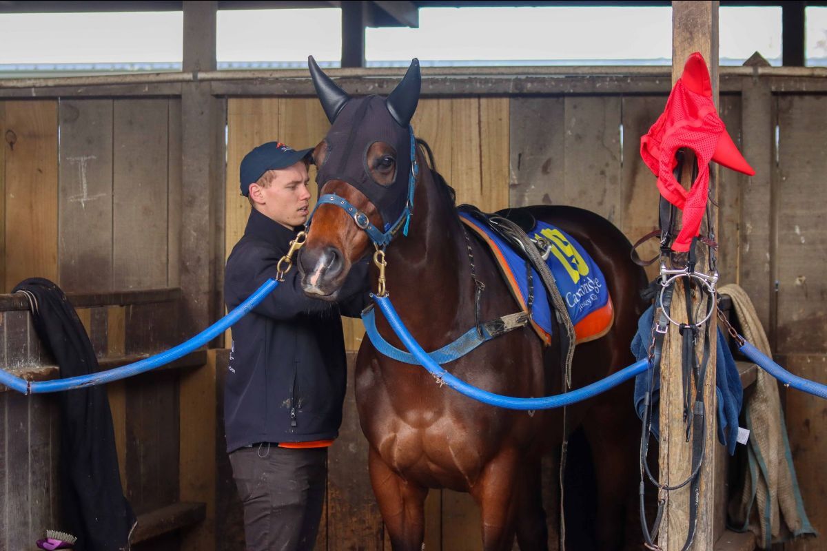 TAB Trackside - A Day With Te Akau At The Trials