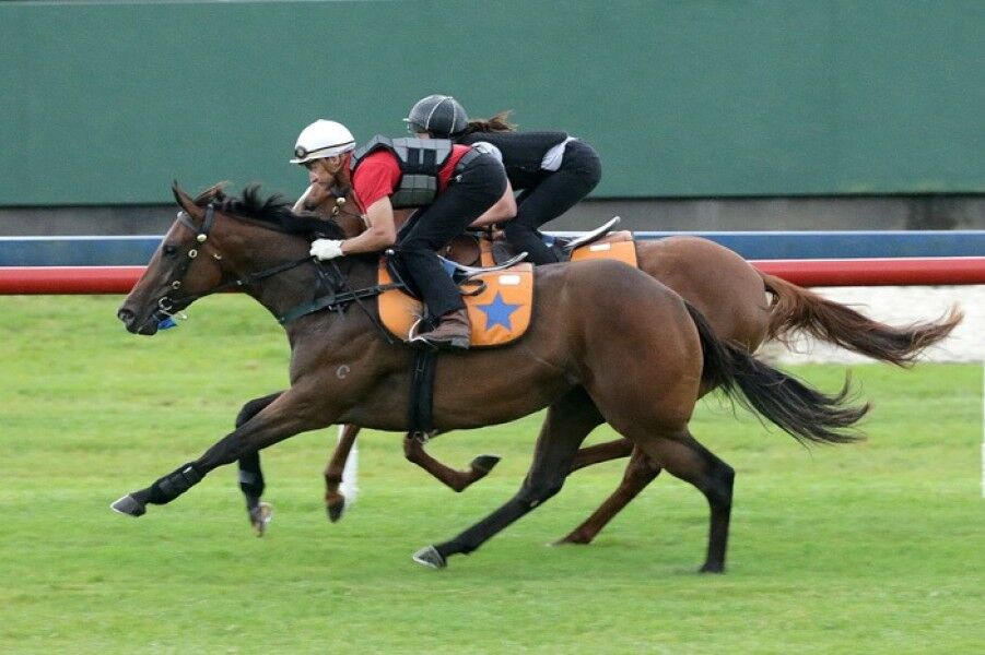 Hot Field for Grp 1 Sistema Stakes