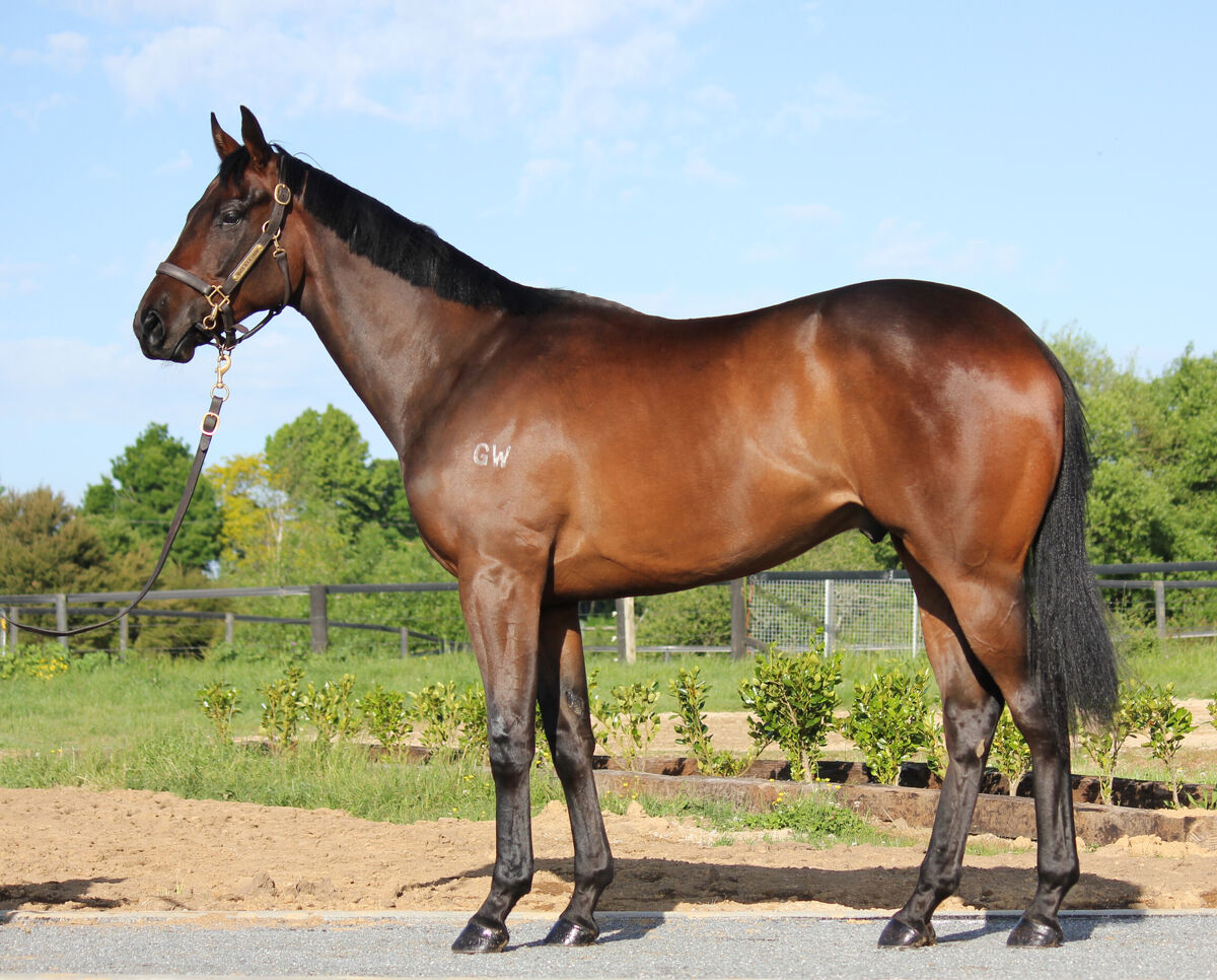 Azazel Delivers Trans Tasman Winning Day