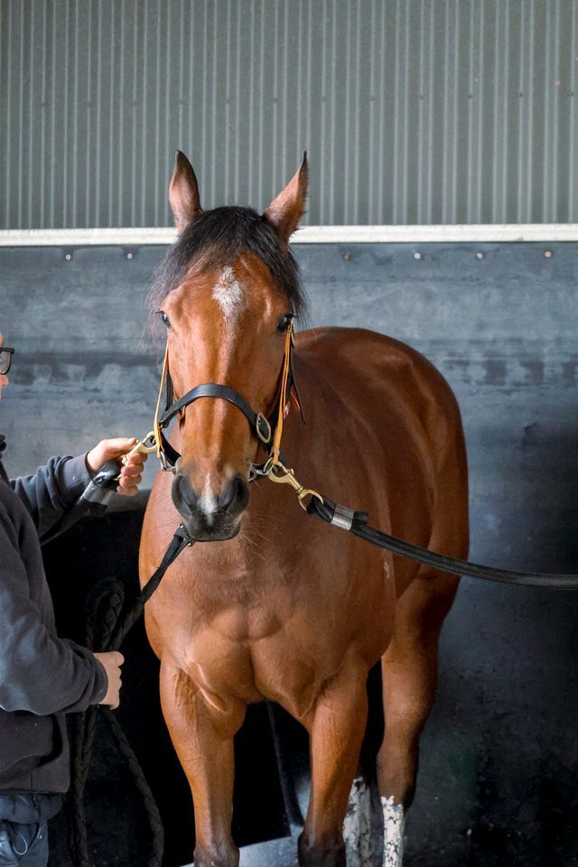 Te Akau Trans Tasman Saturday Trackwork
