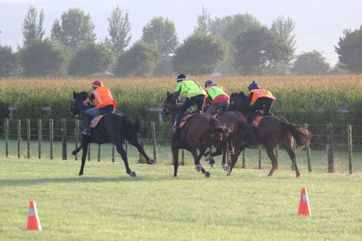 Te Akau Thursday Trackwork