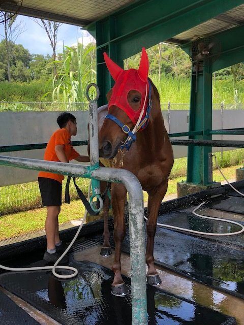 Te Akau Singapore Trackwork Update