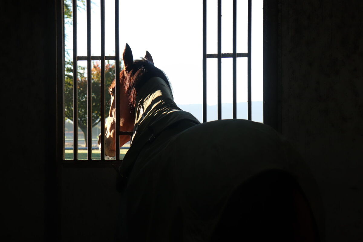 Te Akau Trans Tasman Thursday Trackwork