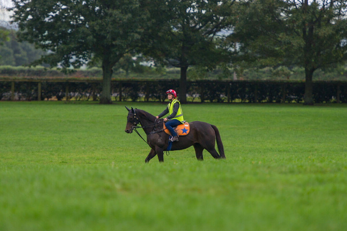 Te Akau Weekend Trackwork