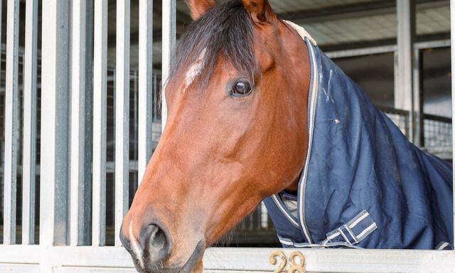 Te Akau Caulfield Saturday Preview