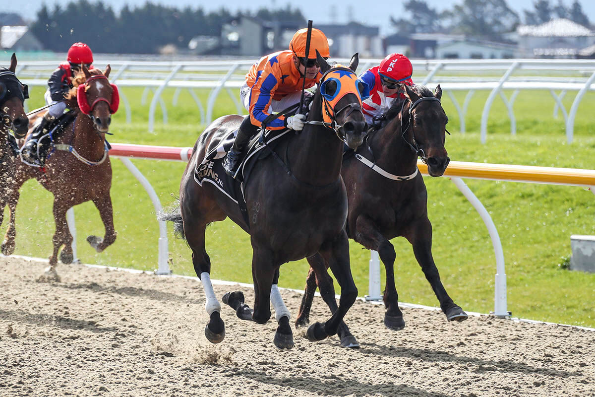 Te Akau Mare Belle of the Ball