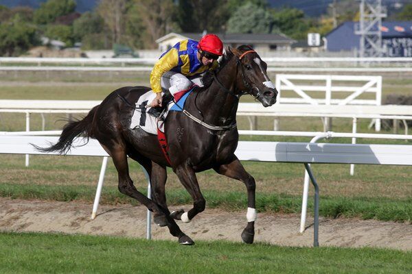 Te Akau: A Top Te Akau NZ Day