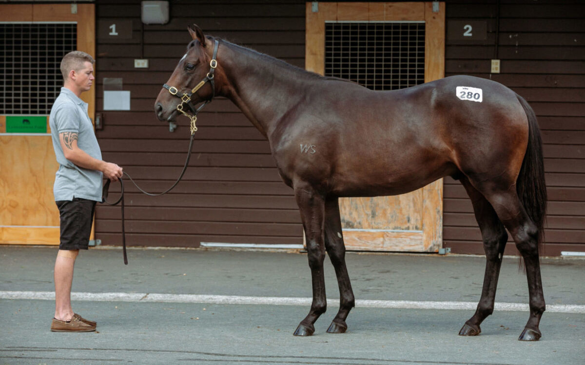 One Classy Colt