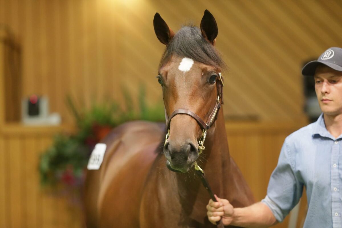 Filly Secured by Te Akau for Boys Get Paid