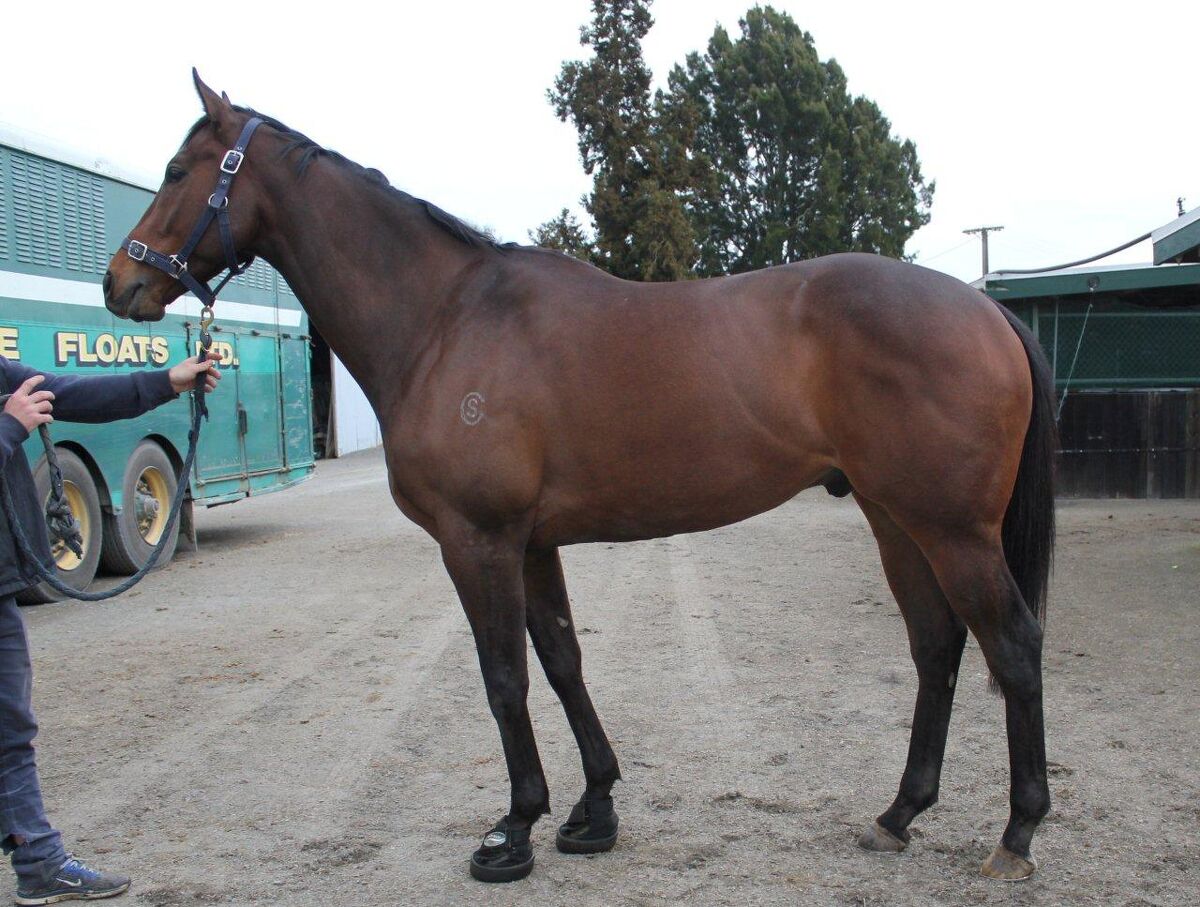 Te Akau Monday Trackwork