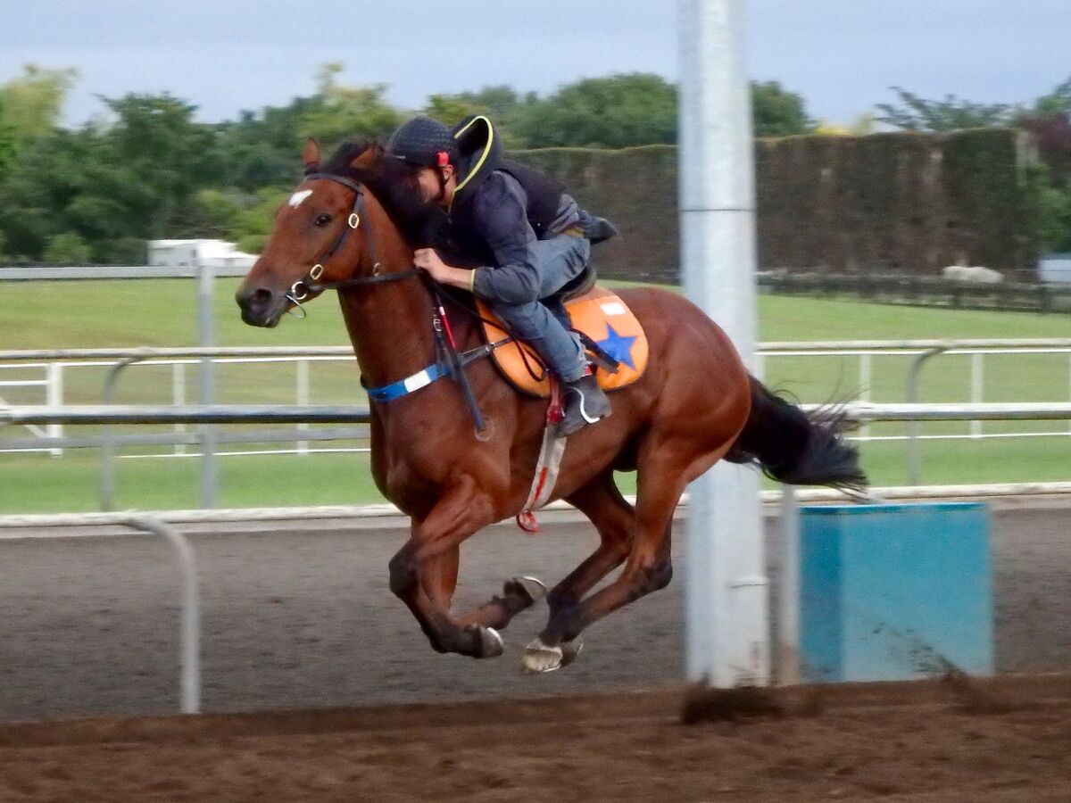 Te Akau Tuesday Trackwork