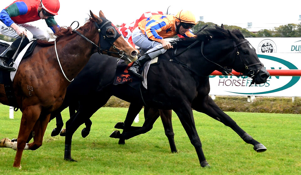 Te Akau Saturday North Island Preview