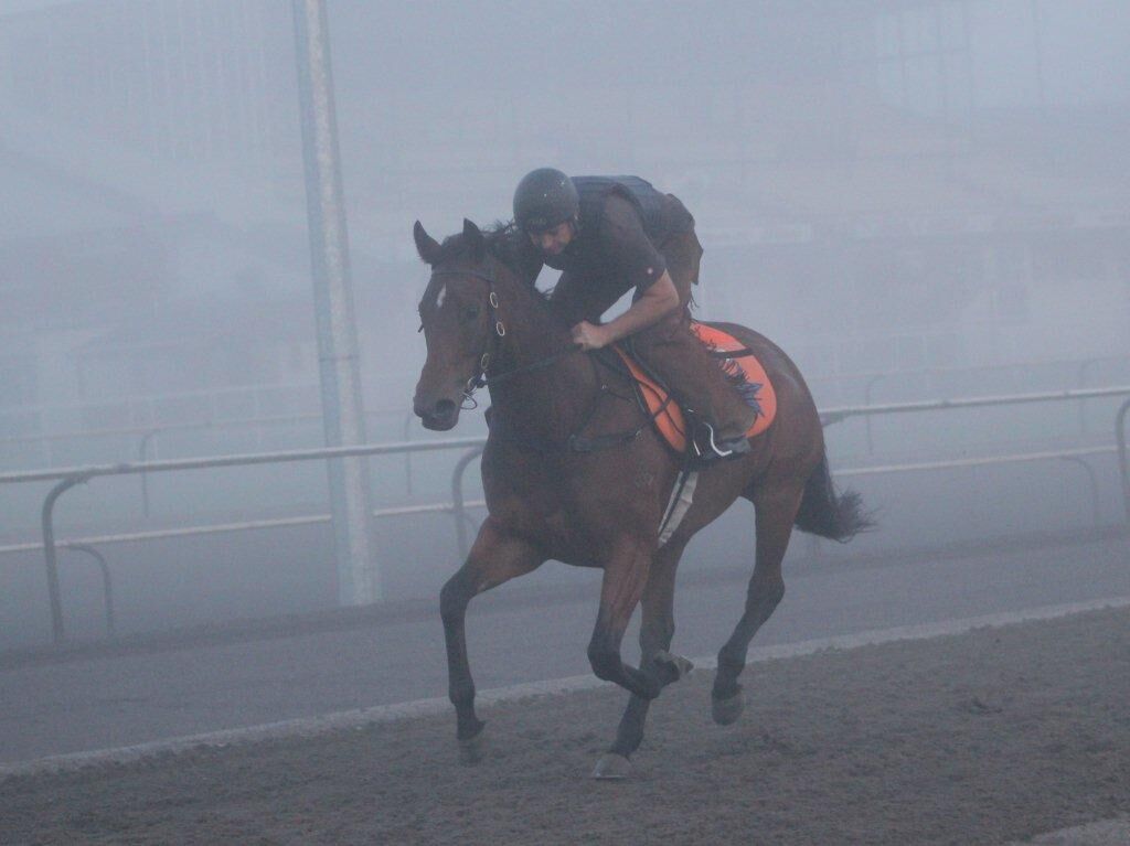 Te Akau Tuesday Trackwork