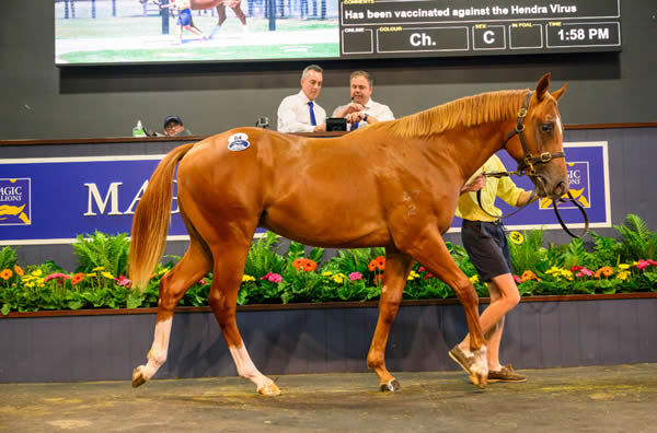 David Ellis Swoops on $1.1 million Zoustar Colt