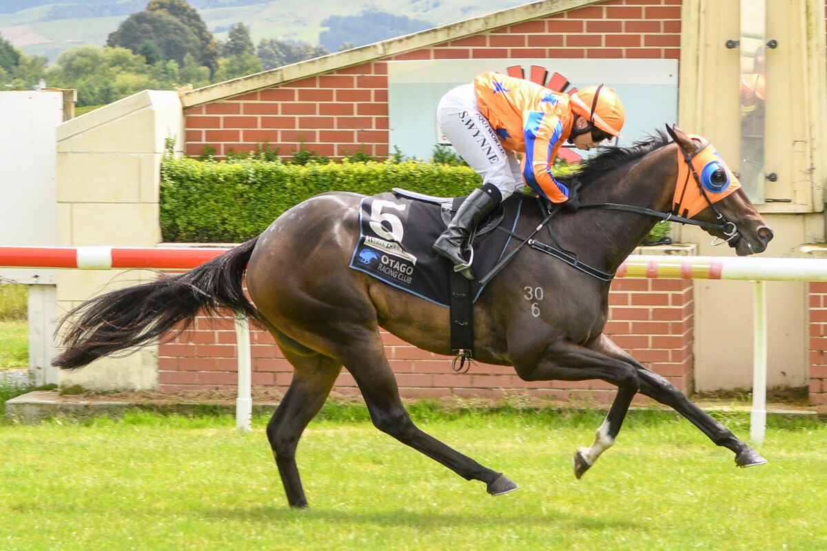 Burgundy Rose Booms Home