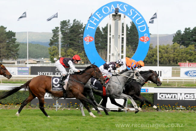 Te Akau: Burgundy Brilliant