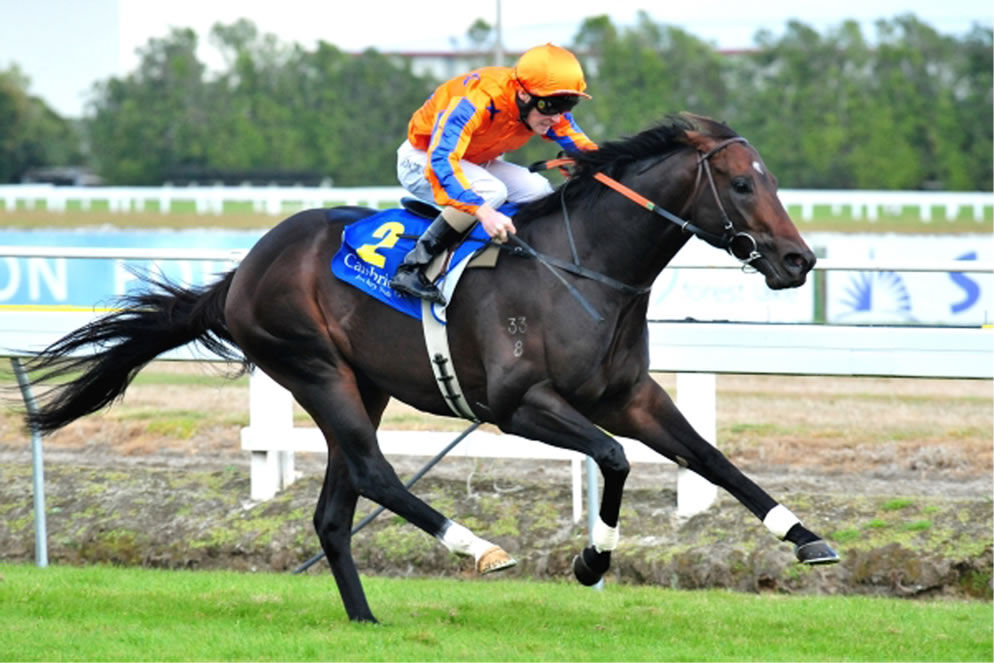 Immediate Success for Blue Blooded Burgundy